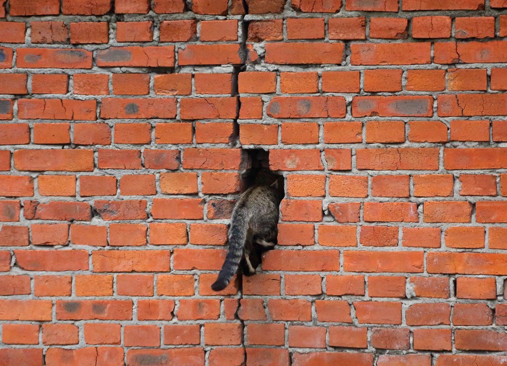 A cat climbing a brick wall.